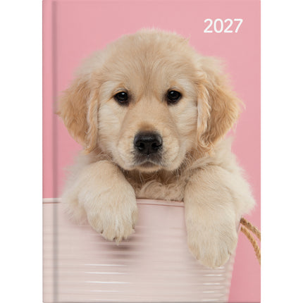 Collins Diary A5 Cats & Dogs - Day to Page - 2027 - Pack of 4